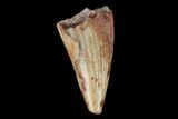 Fossil Phytosaur Tooth - New Mexico #133326-1